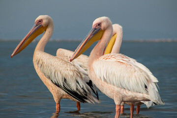Great African pelicans standing on the shore of the Atlantic Ocean against a vibrant sky. A stunning wildlife scene capturing the beauty of nature and coastal birds