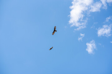 birds in flight
