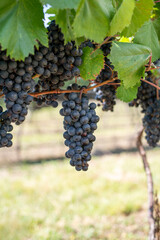 grapes on vine