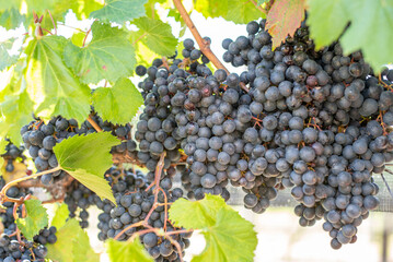 bunch of grapes