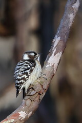 japanese pygmy woodpecker