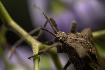 Closeup of beetle resting on green branch