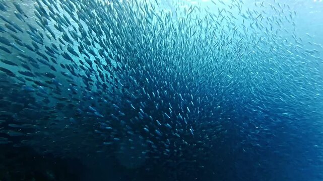 School of sardines in Moalboal, Cebu Island, Philippines. sardine run, snorkeling and scuba diving tourist destination. 
