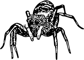 scorpion isolated on white background