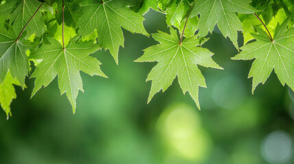Fototapeta premium Lush green maple leaves against a soft blurred background.