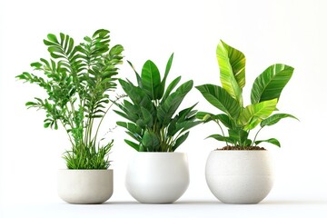 Obraz premium A serene 3D illustration of houseplants in pots, with vibrant green leaves, isolated on a white background, conveying freshness and tranquility.