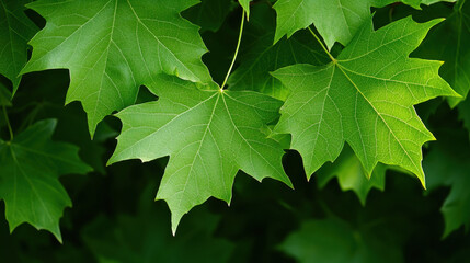 Lush green maple leaves against a dark background.