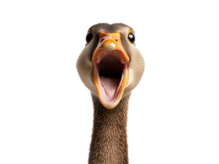 Discover the Fascinating Charm of a Goose with an Unusually Large Beak: A Unique Example of Avian Diversity in the Natural World