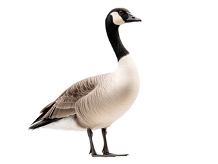 Fototapeta premium A Unique Goose with an Impressive Beak: Captivating Avian Diversity in Nature's Splendor