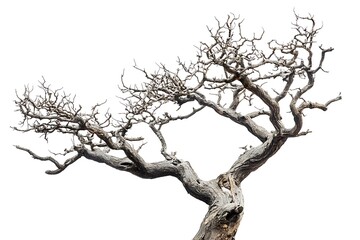 Fototapeta premium a white tree isolated on a white background.