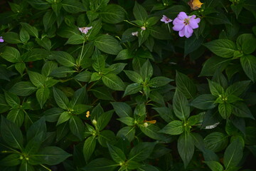 flowers in the garden
