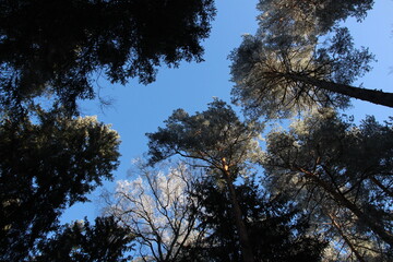 Crisp Winter Radiance: A Snowy Grove Bathed in Icy Sunlight