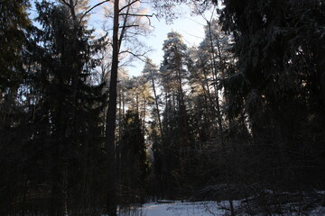 Celestial Chill: A Snowy Forest Illuminated by Sharp Winter Sunshine