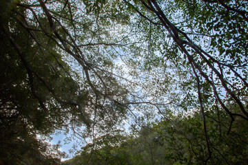 　奄美の森　世界自然遺産の森