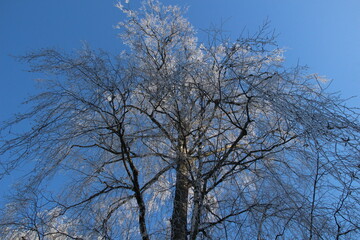 Crystalline Lace: Sunlit Birch Treetops Adorned with Frost Under Azure Solitude