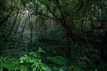 　奄美の森　世界自然遺産の森