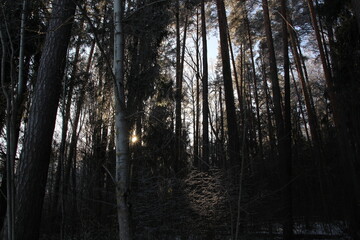 Pristine Passage: Snow-Capped Riverbanks and Frost-Kissed Trees in Daylight