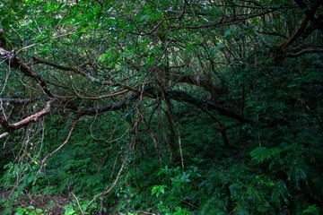 　奄美の森　世界自然遺産の森