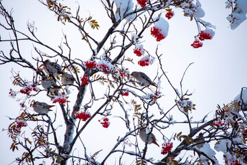 Cedar Waxwing Birds on a Tree