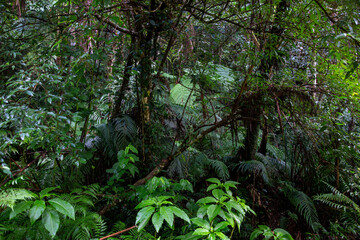 　奄美の森　世界自然遺産の森