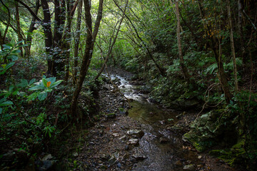 Fototapeta premium 奄美の森 世界自然遺産の森、ヒカゲヘゴの森、清流