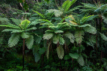 　奄美の森　世界自然遺産の森、ヒカゲヘゴの森