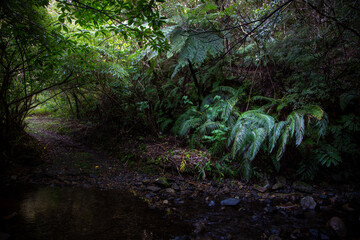 　奄美の森　世界自然遺産の森