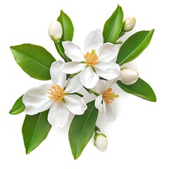 Branch of lemon tree with flowers and leaves isolated on white background