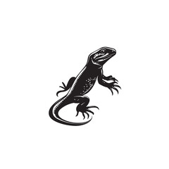 lizard on white background