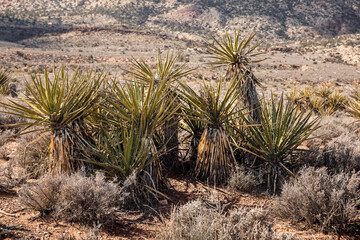Yucca plants on an arid desert near Las Vegas city, Southern Nevada, USA