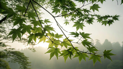 Naklejka premium Delicate green leaves against a misty background.