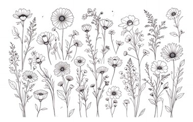 Line Art Wildflower Meadow Illustration with Daisy Flowers and Delicate Stems