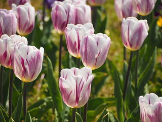 チューリップ　フレミングフラッグ