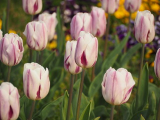 チューリップ　フレミングフラッグ