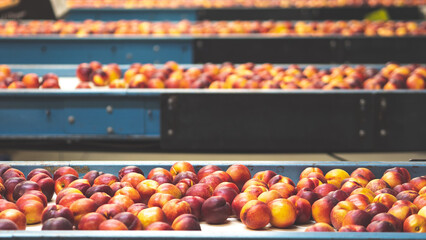 Fresh juicy red ripe nectarines in a packhouse warehouse fruit handling belts boxes manufacturing sorting central otago new zealand