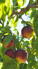 Ripe juicy red nectarines on trees central otago new zealand fruit orchard summer beautiful