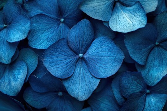 Close-up view of vibrant blue hydrangea blossoms, showcasing intricate petal details and rich color.