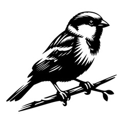 Fototapeta premium Sparrow vector silhouette illustration black color