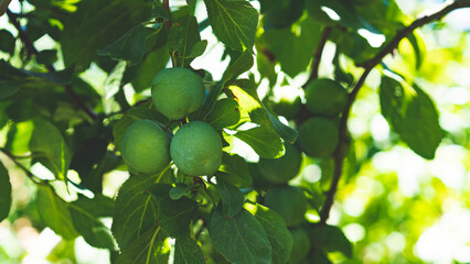 Green greengages plums fruit on a tree central otago orchards summer 