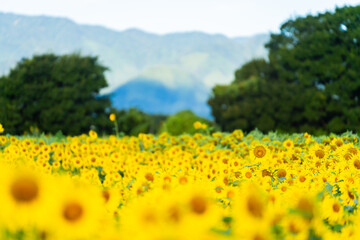 大輪のひまわり　夏イメージ