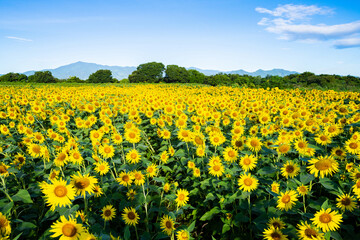 大輪のひまわり　夏イメージ