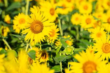 大輪のひまわり　夏イメージ