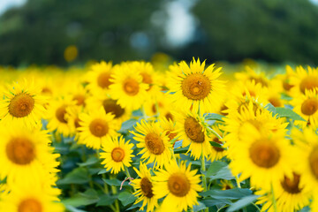 大輪のひまわり　夏イメージ