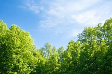 serene landscape showcasing vibrant green forest with clear blue sky and ample sunlight