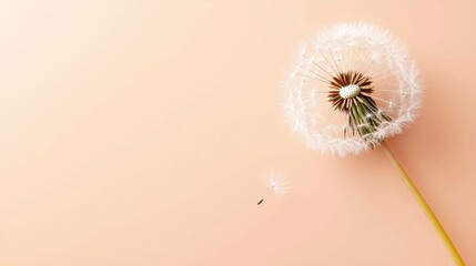Fototapeta premium Dandelion Seed Head with One Seed Floating Away on Peach Background