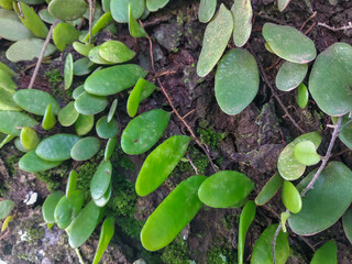 Pyrrosia piloselloides on tree bark