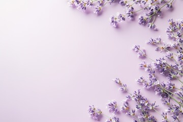 Beautiful lavender sprigs are arranged on a pastel background