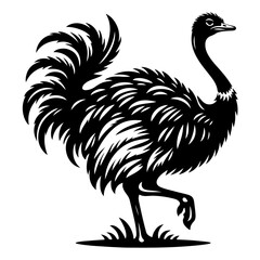 Fototapeta premium Ostrich vector silhouette illustration black color