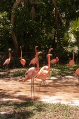 flamingos in the lake