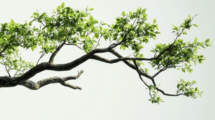 Fototapeta premium Detailed mature tree branch with lush green leaves, extending against pure white background, crisp textures, vibrant colors, highquality resolution